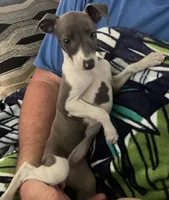 AKC HELEN , a female Italian Greyhound for sale in Christiana, TN – 4 of 10