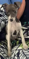 AKC HELEN , a female Italian Greyhound for sale in Christiana, TN – 2 of 10