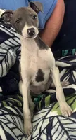 AKC HELEN , a female Italian Greyhound for sale in Christiana, TN – 9 of 10