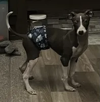 AKC Max , a male Italian Greyhound for sale in Christiana, TN – 6 of 10