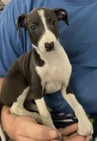 AKC Max , a male Italian Greyhound for sale in Christiana, TN – 6 of 10