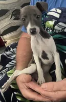 AKC HELEN , a female Italian Greyhound for sale in Christiana, TN – 8 of 10