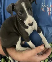 AKC Max , a male Italian Greyhound for sale in Christiana, TN – 5 of 10