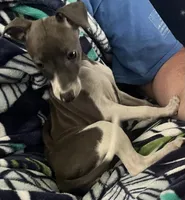 AKC HELEN , a female Italian Greyhound for sale in Christiana, TN – 7 of 10