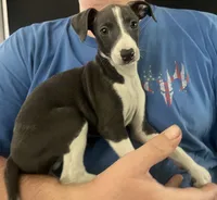 AKC Max , a male Italian Greyhound for sale in Christiana, TN – 4 of 10