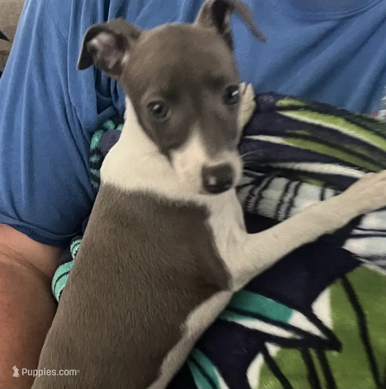 AKC HELEN  – Italian Greyhound puppy for sale in Christiana, TN
