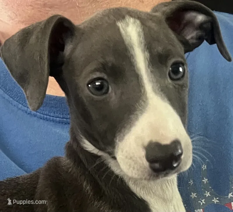 AKC Max  – Italian Greyhound puppy for sale in Christiana, TN