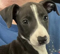 AKC Max , a male Italian Greyhound for sale in Christiana, TN – 1 of 10