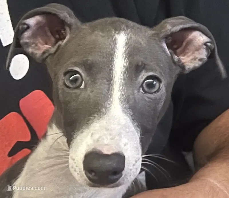 AKC Max  – Italian Greyhound puppy for sale in Christiana, TN