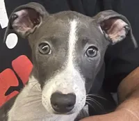 AKC Max , a male Italian Greyhound for sale in Christiana, TN – 1 of 10