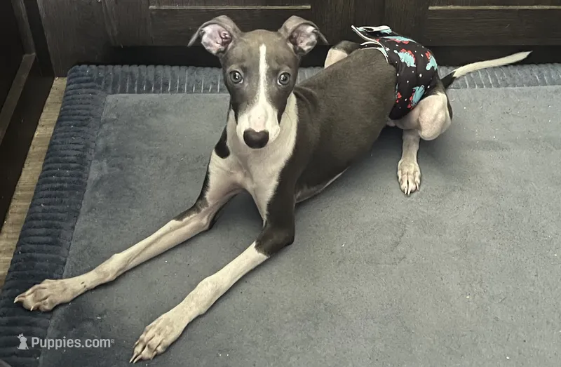 AKC Max  – Italian Greyhound puppy for sale in Christiana, TN