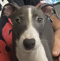 AKC Max , a male Italian Greyhound for sale in Christiana, TN – 3 of 10