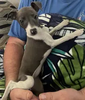AKC HELEN , a female Italian Greyhound for sale in Christiana, TN – 6 of 10