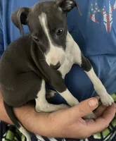 AKC Max , a male Italian Greyhound for sale in Christiana, TN – 7 of 10