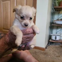 Cream girl, a female Chihuahua for sale in Barry, IL – 1 of 2