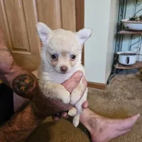 Boy puppy, a male Chihuahua for sale in Barry, IL – 2 of 2