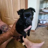 Black female, a female Chihuahua for sale in Barry, IL – 2 of 2