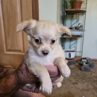Cream girl, a female Chihuahua for sale in Barry, IL – 2 of 2
