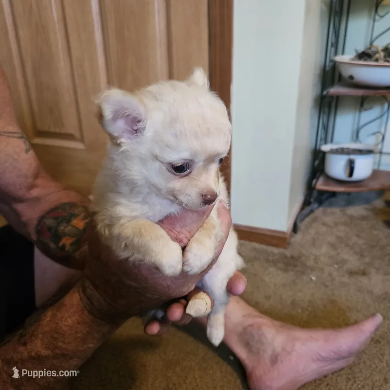 Boy puppy – Chihuahua puppy for sale in Barry, IL