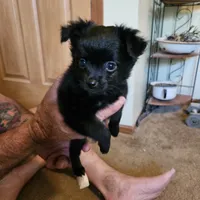 Black female, a female Chihuahua for sale in Barry, IL – 1 of 2