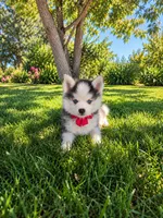 Kenai, a male Pomsky for sale in Hesperia, CA – 3 of 5