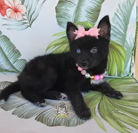 Kira, a female Pomsky for sale in Hesperia, CA – 2 of 5
