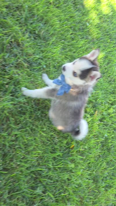 Nekai, a male Pomsky for sale in Hesperia, CA – 5 of 5