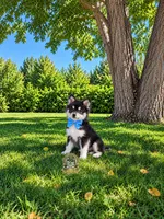 Bear, a male Pomsky for sale in Hesperia, CA – 3 of 5