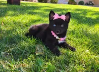 Kira, a female Pomsky for sale in Hesperia, CA – 1 of 5