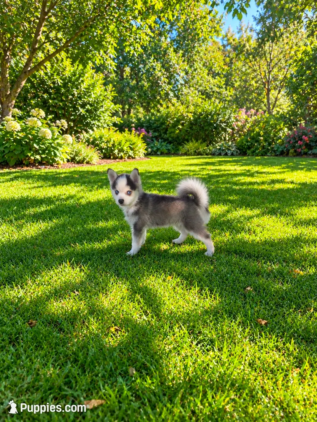 Nekai, a male Pomsky for sale in Hesperia, CA – 1 of 5