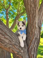 Nekai, a male Pomsky for sale in Hesperia, CA – 3 of 5