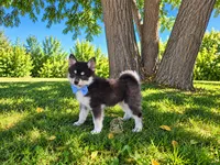 Bear, a male Pomsky for sale in Hesperia, CA – 2 of 5