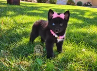 Kira, a female Pomsky for sale in Hesperia, CA – 3 of 5