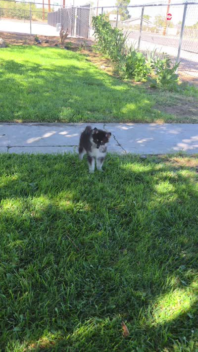 Bear, a male Pomsky for sale in Hesperia, CA – 5 of 5