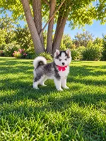 Kenai, a male Pomsky for sale in Hesperia, CA – 2 of 5