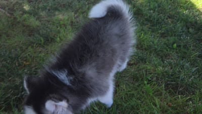 Kenai, a male Pomsky for sale in Hesperia, CA – 5 of 5
