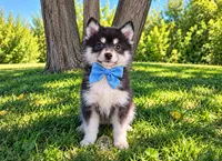 Bear, a male Pomsky for sale in Hesperia, CA – 1 of 5