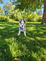 Nekai, a male Pomsky for sale in Hesperia, CA – 2 of 5