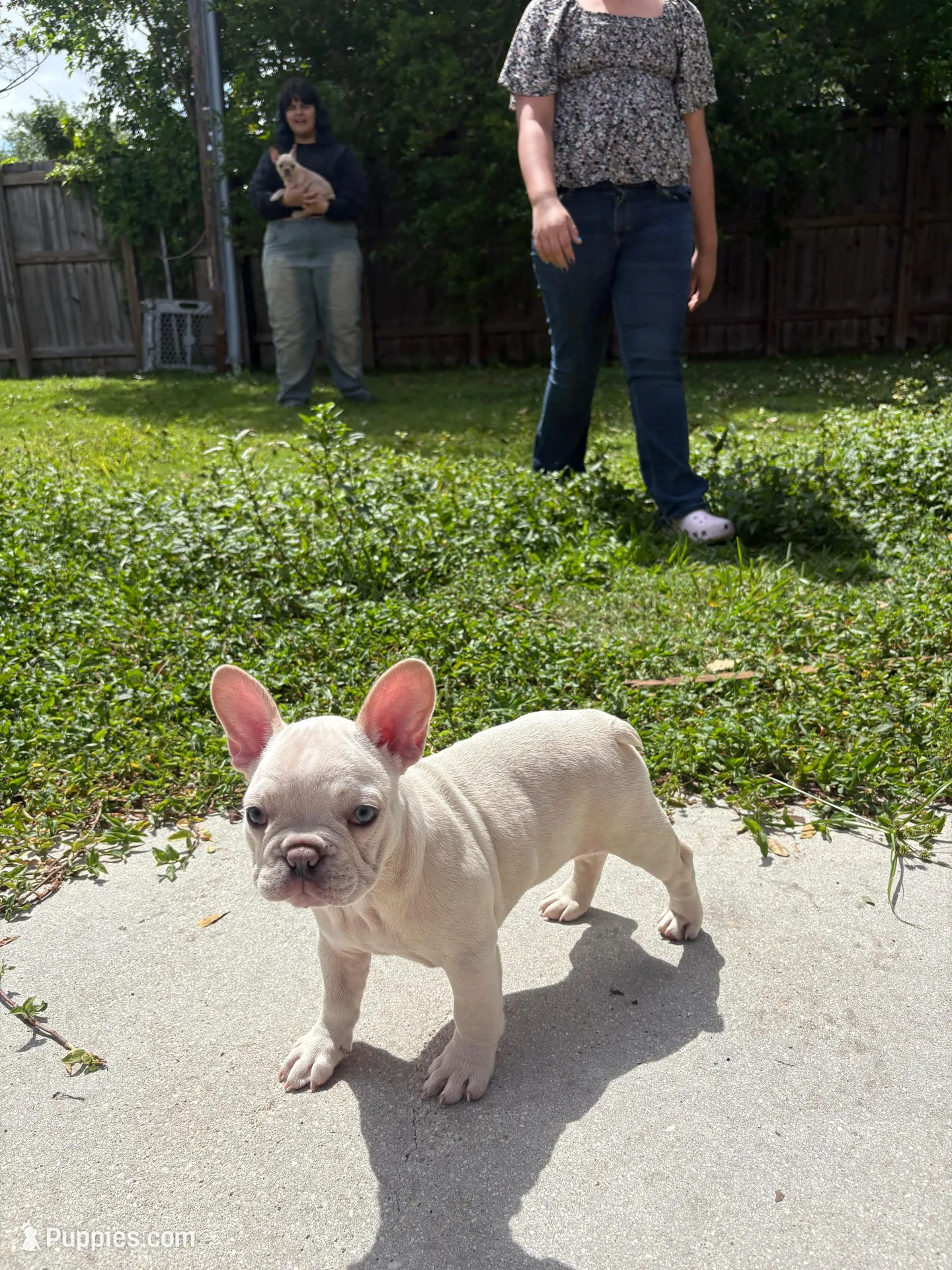Snow, a female French Bulldog for sale in Miami, FL – Photo 2 of 5