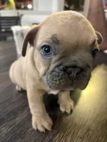 Spike, a male French Bulldog for sale in Miami, FL – Photo 4 of 5