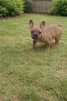 Spike, a male French Bulldog for sale in Miami, FL – Photo 2 of 5