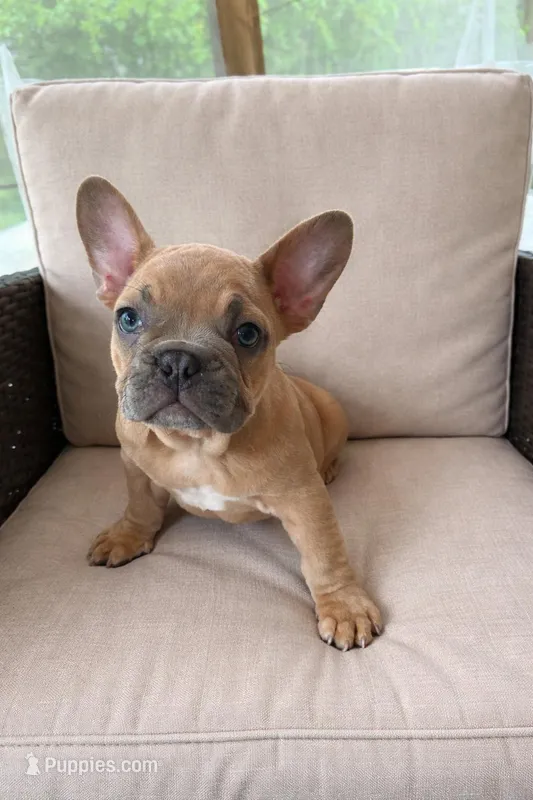 Spike – French Bulldog puppy for sale in Miami, FL