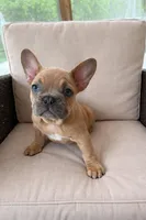 Spike, a male French Bulldog for sale in Miami, FL – Photo 1 of 5