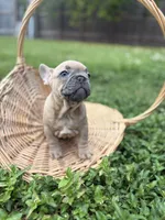 Spike, a male French Bulldog for sale in Miami, FL – Photo 3 of 5