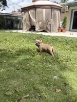 Spike, a male French Bulldog for sale in Miami, FL – Photo 5 of 5