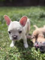 Snow, a female French Bulldog for sale in Miami, FL – Photo 4 of 5
