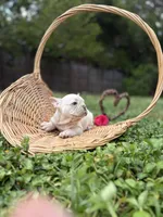 Snow, a female French Bulldog for sale in Miami, FL – Photo 5 of 5