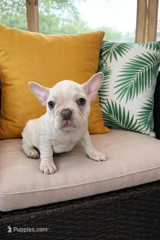 Snow – French Bulldog puppy for sale in Miami, FL