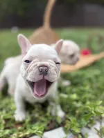 Snow, a female French Bulldog for sale in Miami, FL – Photo 3 of 5