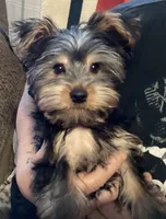 processed/c2d97c18-4846-4218-a20e-bcd6e6c3f32a/listing/1171dab5-3f7a-42b4-bc63-15f286eef5db/bc87012d-9936-4f3c-9c83-3f7174f3db58